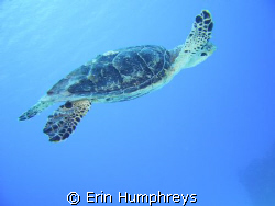 This was my first attempt at underwater photography and i... by Erin Humphreys 